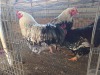 3 X CHICKEN ROOSTER SERAPHINE MOKONYAMA