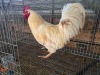 1 X CHICKEN ROOSTER SERAPHINE MOKONYAMA