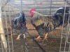 2 X CHICKEN ROOSTER SERAPHINE MOKONYAMA