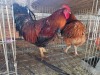 2 X CHICKEN ROOSTER SERAPHINE MOKONYAMA