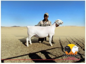 Lot 27 1x WIT DORPER Ooi/Ewe Peet Cilliers Vergesig Witdorper Stoet TIEPE 5