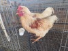 2 X CHICKEN ROOSTER SERAPHINE MOKONYAMA