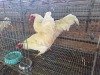 2 X CHICKEN ROOSTER SERAPHINE MOKONYAMA