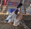 2 X DUCK MALE & FEMALE CHANTELLE JOOSTE