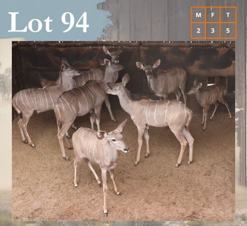 5 X Kudu M:2 V/F:3 Legend Wildlife (Per Piece to take the lot/Per stuk om lot te neem) Swartruggens