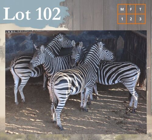 3X Zebra M:1 V/F:3 Legend Wildlife (Per Piece to take the lot/Per stuk om lot te neem) Swartruggens
