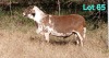1 X MEATMASTER RECORDED RAM DORINGVELD MEATMASTERS - 2