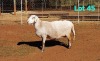 1 X MEATMASTER RECORDED PREGNANT EWE DORINGVELD MEATMASTERS - 2