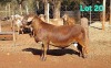 1 X MEATMASTER RECORDED RAM DORINGVELD MEATMASTERS - 2