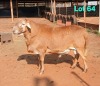 1 X MEATMASTER RECORDED RAM DORINGVELD MEATMASTERS - 2