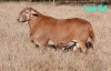 1 X MEATMASTER RECORDED RAM DORINGVELD MEATMASTERS - 3
