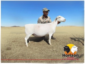  Lot 28 1x WIT DORPER Ooi/Ewe Peet Cilliers Vergesig Witdorper Stoet TIEPE 5