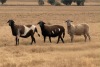 1 X MEATMASTER NOT RECORDED PREGNANT EWE JSM MEATMASTERS - 2