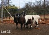 1+1 X MEATMASTER NOT RECORDED PREGNANT EWE LAPFONTEIN MEATMASTERS - 2