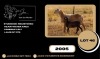 1+1 X MEATMASTER RECORDED EWE JACO VD MERWE BOERDERY - 2