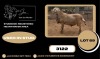 1 X MEATMASTER RECORDED RAM JACO VD MERWE BOERDERY - 2