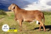 1 X MEATMASTER RECORDED RAM SILVRETTA MEATMASTERS - 2