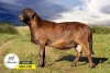 1 X MEATMASTER RECORDED RAM SILVRETTA MEATMASTERS - 2