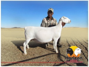 Lot 43 1x WIT DORPER Ooi/Ewe Peet Cilliers Vergesig Witdorper Stoet TIEPE 5