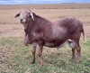 1 X MEATMASTER RECORDED RAM JSM MEATMASTERS - 2