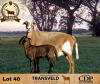 1+1 X MEATMASTER NOT RECORDED EWE DE BEER BOERDERY - 2