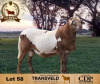 1 X MEATMASTER RECORDED RAM DE BEER BOERDERY - 2
