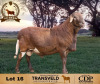 1 X MEATMASTER NOT RECORDED RAM DE BEER BOERDERY - 2