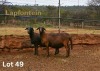 WITHDRAWN - 1 X MEATMASTER NOT RECORDED EWE LAPFONTEIN MEATMASTERS - 2