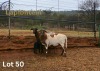 1+1 X MEATMASTER NOT RECORDED EWE LAPFONTEIN MEATMASTERS - 2