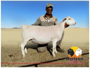 Lot 23 1x WIT DORPER Ooi/Ewe Peet Cilliers Vergesig Witdorper Stoet TIEPE 5