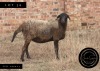 WITHDRAWN - 1 X MEATMASTER RECORDED EWE SWEETNESS FOLLOWS - 2