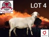 1 X MEATMASTER RECORDED PREGNANT EWE KLUYTS LIVESTOCK FARMING (PTY) LTD - 2