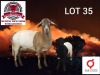 1+1 X MEATMASTER RECORDED EWE KLUYTS LIVESTOCK FARMING (PTY) LTD - 2