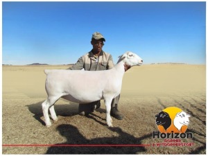 Lot 24 1x WIT DORPER Ooi/Ewe Peet Cilliers Vergesig Witdorper Stoet TIEPE 5