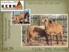 1 X MEATMASTER RECORDED PREGNANT EWE KERN MEATMASTERS - 2