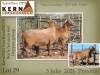 1 X MEATMASTER RECORDED PREGNANT EWE KERN MEATMASTERS - 2