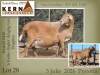 1+2 X MEATMASTER RECORDED EWE KERN MEATMASTERS - 2