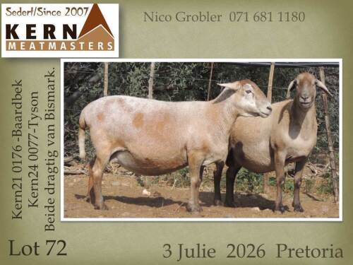 1 X MEATMASTER RECORDED EWE KERN MEATMASTERS