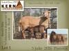 1+1 X MEATMASTER RECORDED EWE KERN MEATMASTERS - 2