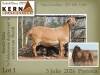 1+1 X MEATMASTER RECORDED EWE KERN MEATMASTERS - 3