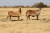 1 X MEATMASTER NOT RECORDED PREGNANT EWE DIDYMUS FARMING - 2