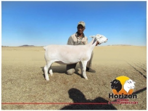 Lot 46 1x WIT DORPER Ooi/Ewe Peet Cilliers Vergesig Witdorper Stoet KUDDE