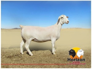 Lot 47 1x WIT DORPER Ooi/Ewe Peet Cilliers Vergesig Witdorper Stoet TIEPE 5