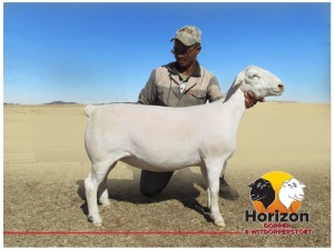 Lot 48 1x WIT DORPER Ooi/Ewe Peet Cilliers Vergesig Witdorper Stoet TIEPE 5