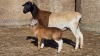 1+1 X BOSVELDER UNGRADED EWE YARI STOET