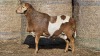 1 X BOSVELDER GRADED RAM YARI STOET