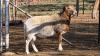 1 X BOSVELDER GRADED RAM YARI STOET