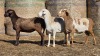 3 X BOSVELDER UNGRADED EWE YARI STOET (Per animal to take the lot)