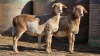 2 X BOSVELDER UNGRADED EWE YARI STOET (Per animal to take the lot)