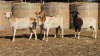 4 X BOSVELDER UNGRADED EWE YARI STOET (Per animal to take the lot)